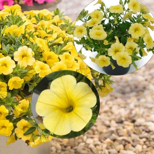 Calibrachoa POCKET 'Yellow' - Puispetuunia POCKET 'Yellow'